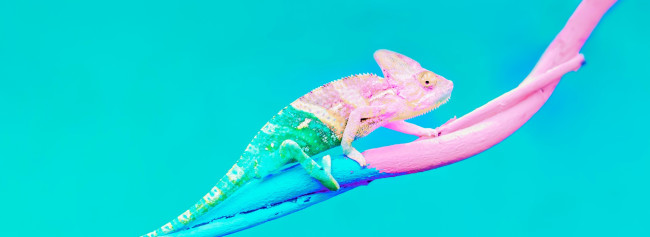 Abstract-animal-back-xdxwrq7cdyts8nbscqlv